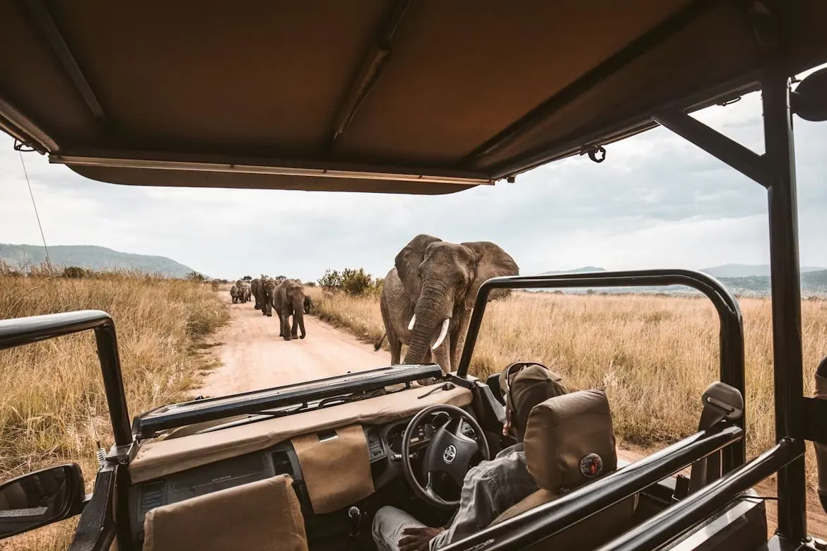 Safari en 4x4 face à un troupeau d'éléphants